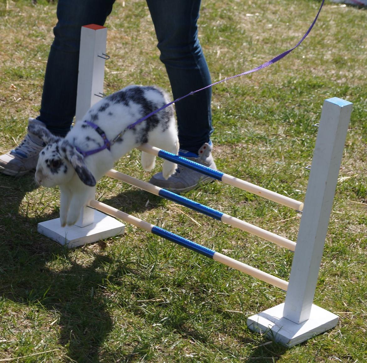 Kanin Mimmer  † DØD 13.05.15 † billede 13