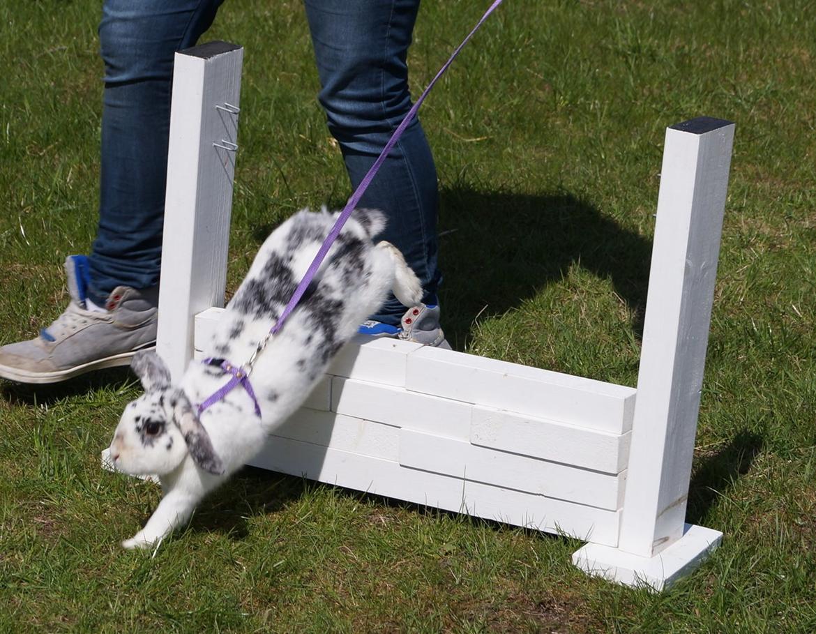 Kanin Mimmer  † DØD 13.05.15 † billede 14