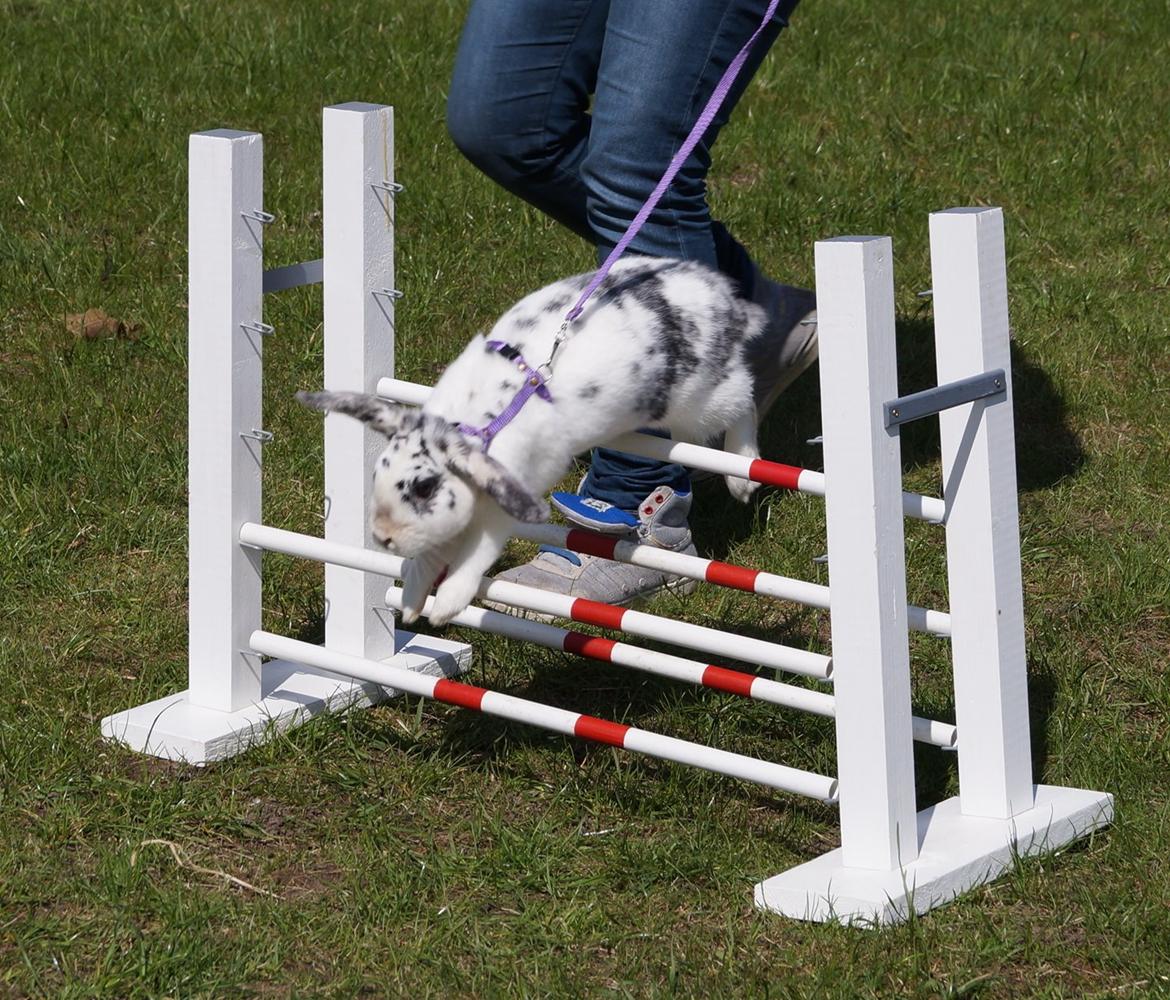 Kanin Mimmer  † DØD 13.05.15 † billede 15