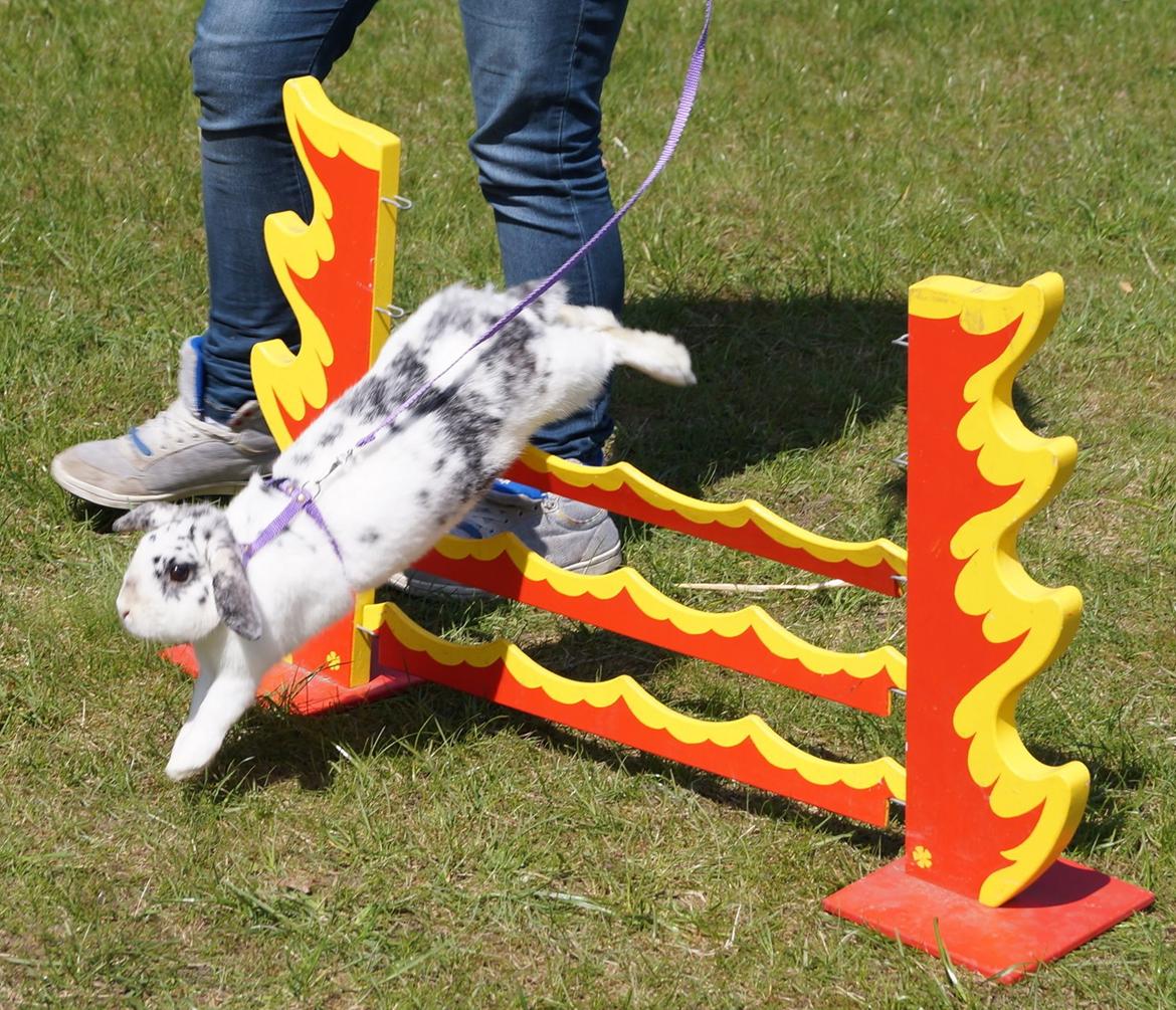 Kanin Mimmer  † DØD 13.05.15 † billede 16