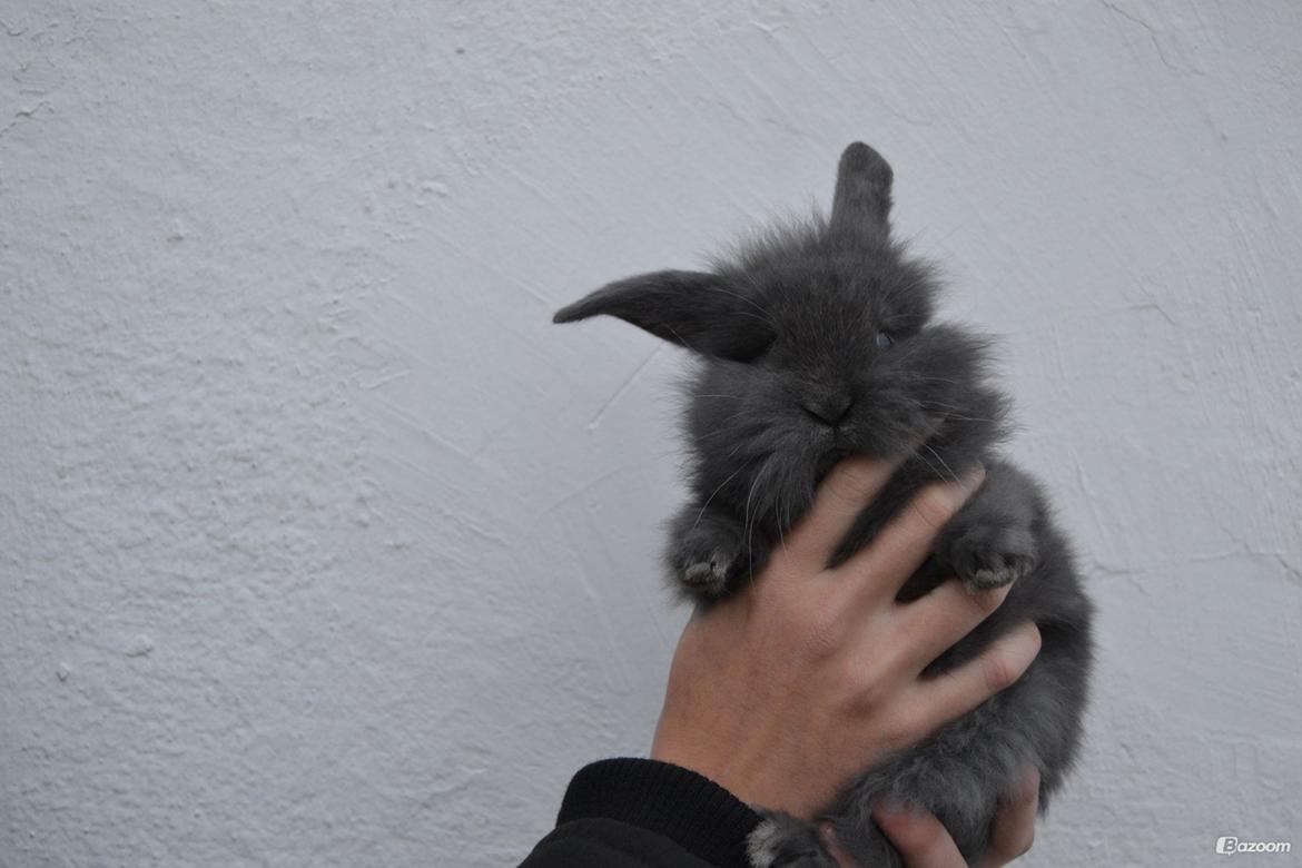 Kanin Comals Xia Didyme billede 1