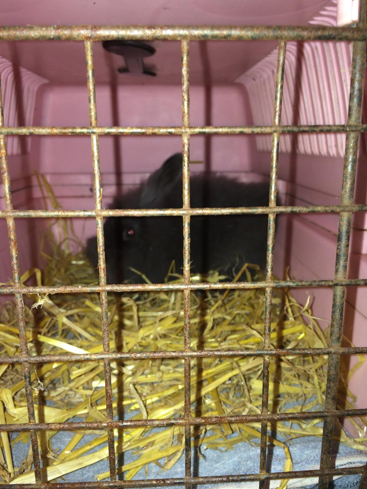 Kanin Comals Xia Didyme billede 2