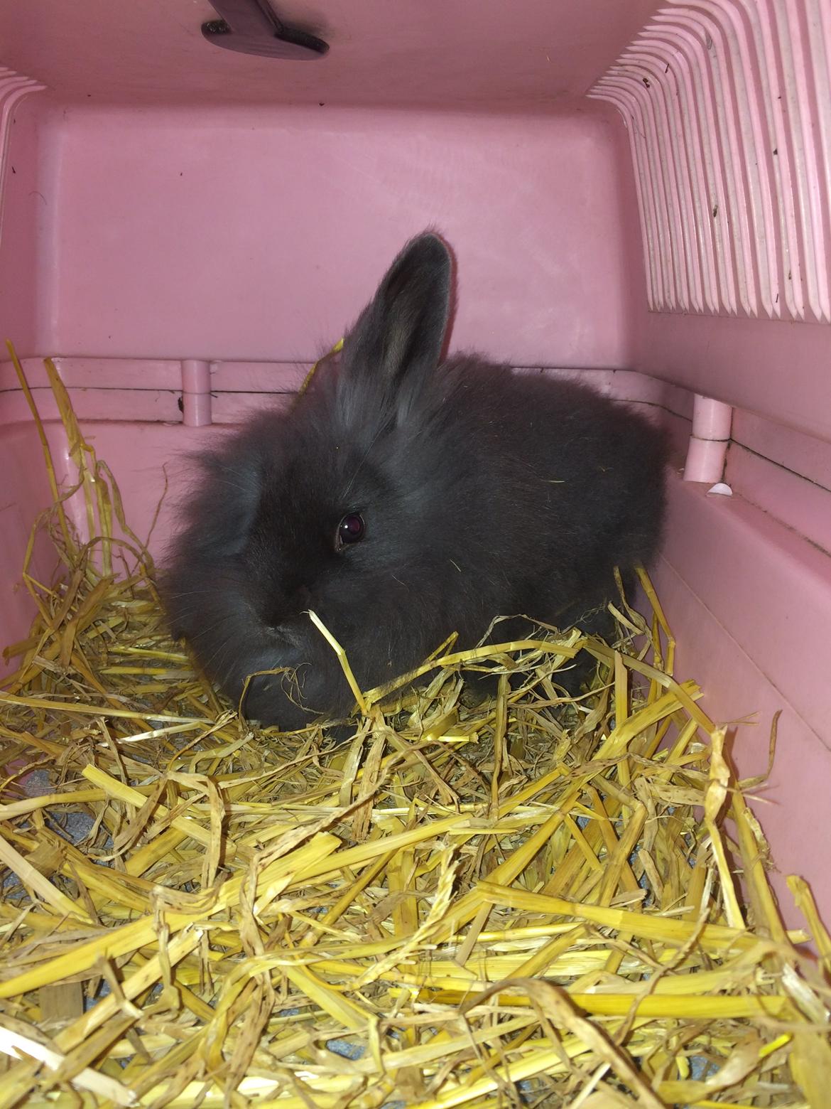 Kanin Comals Xia Didyme billede 3