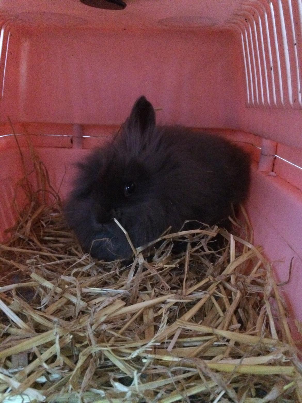 Kanin Comals Xia Didyme billede 4