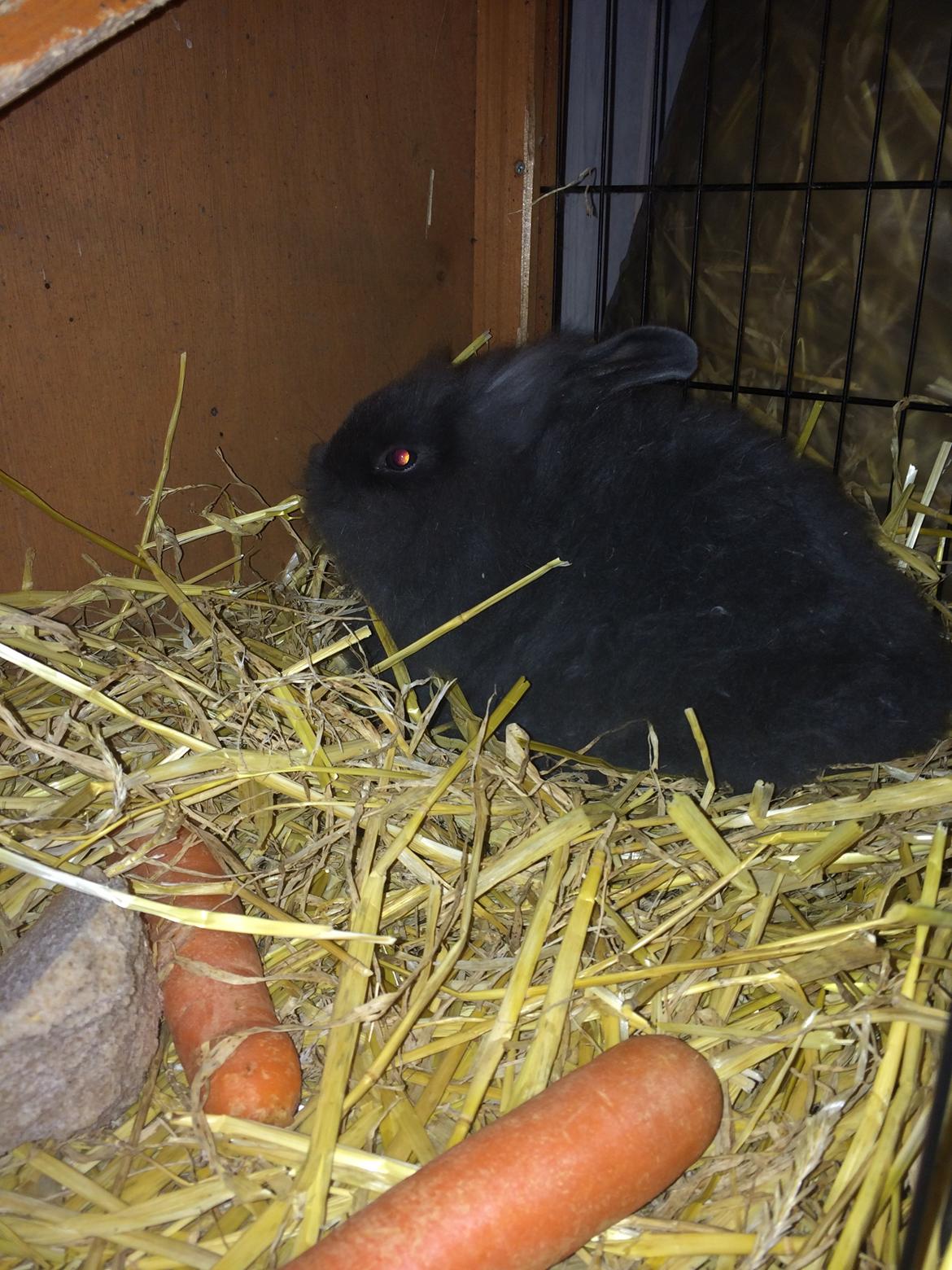 Kanin Comals Xia Didyme billede 5