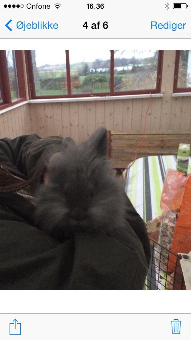 Kanin Comals Xia Didyme billede 6