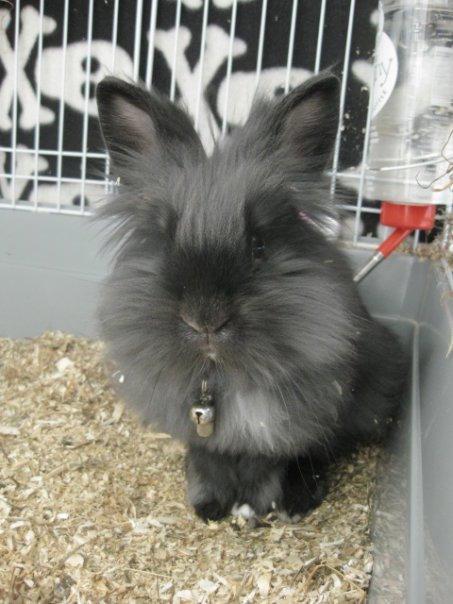 Kanin Kanin Koloniens Kingston billede 2