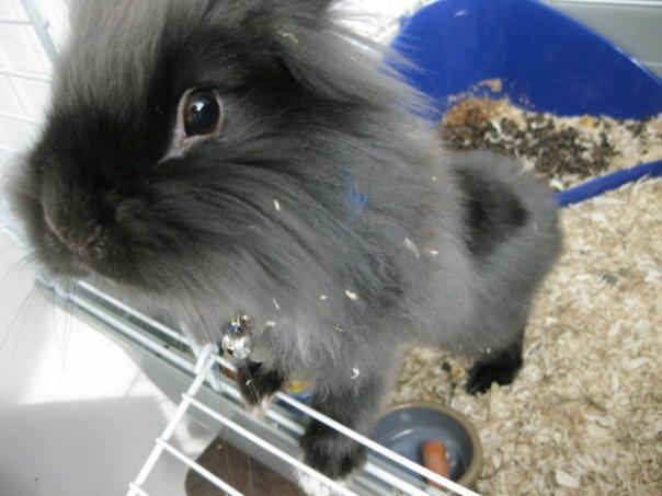 Kanin Kanin Koloniens Kingston billede 1