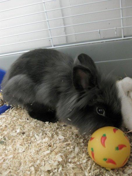 Kanin Kanin Koloniens Kingston billede 3