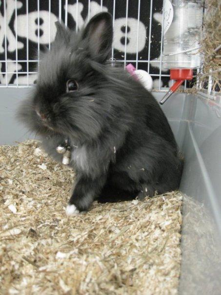 Kanin Kanin Koloniens Kingston billede 4