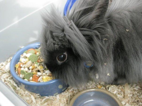 Kanin Kanin Koloniens Kingston billede 5