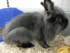 Kanin Kanin Koloniens Kingston billede 6