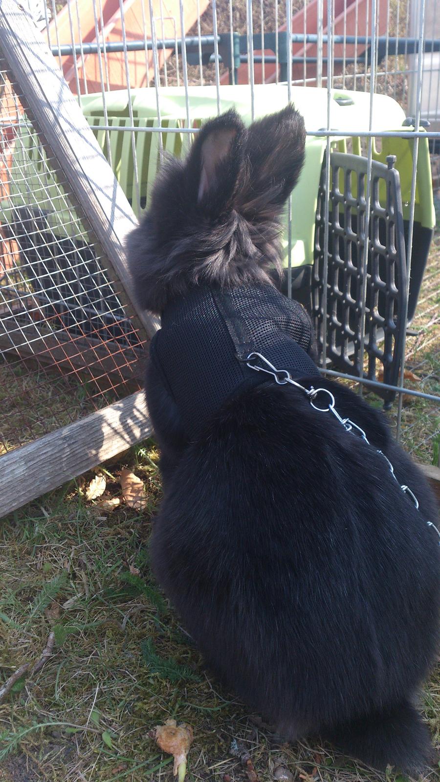 Kanin Kanin Koloniens Kingston billede 7