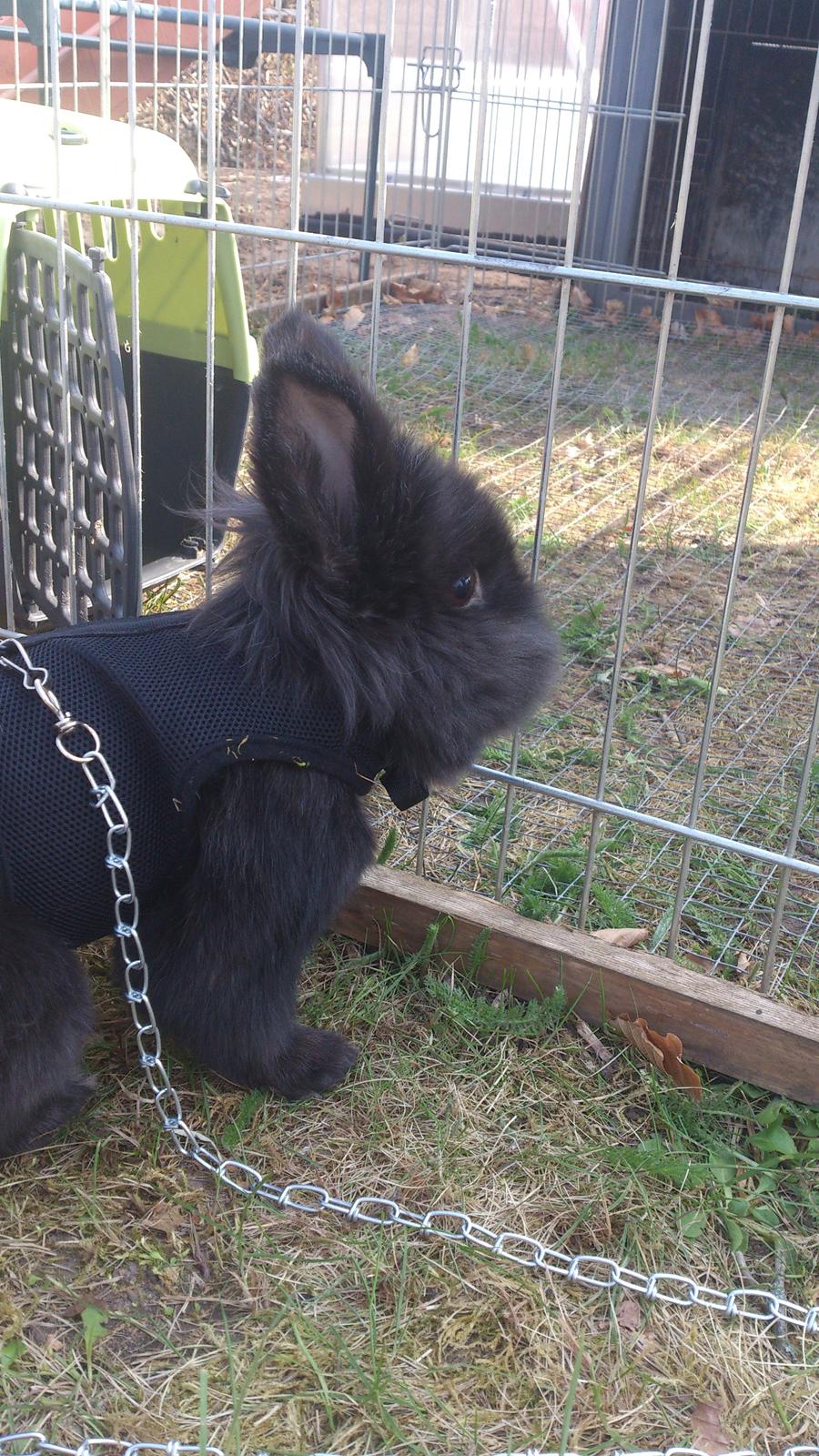 Kanin Kanin Koloniens Kingston billede 8