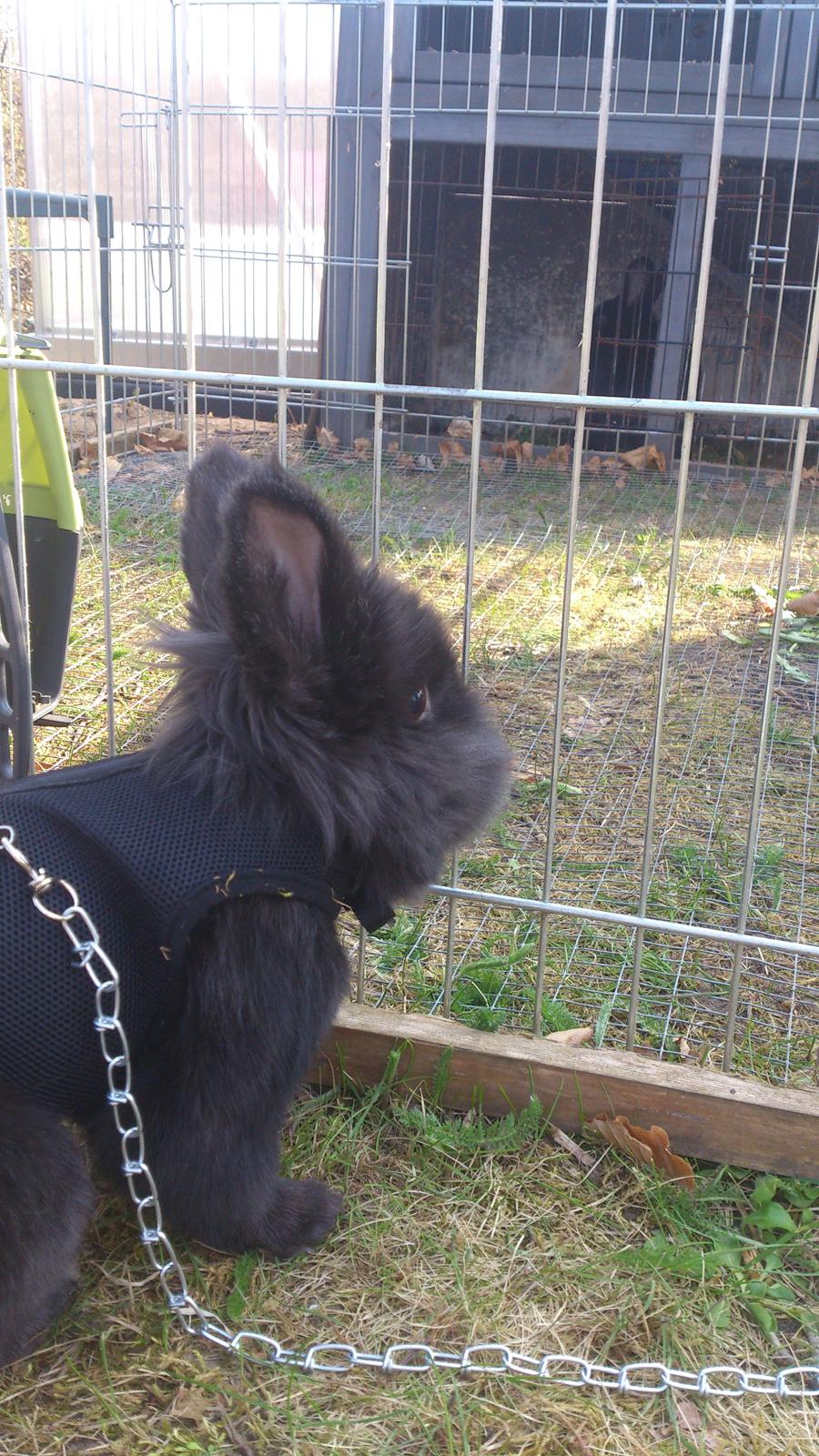 Kanin Kanin Koloniens Kingston billede 9