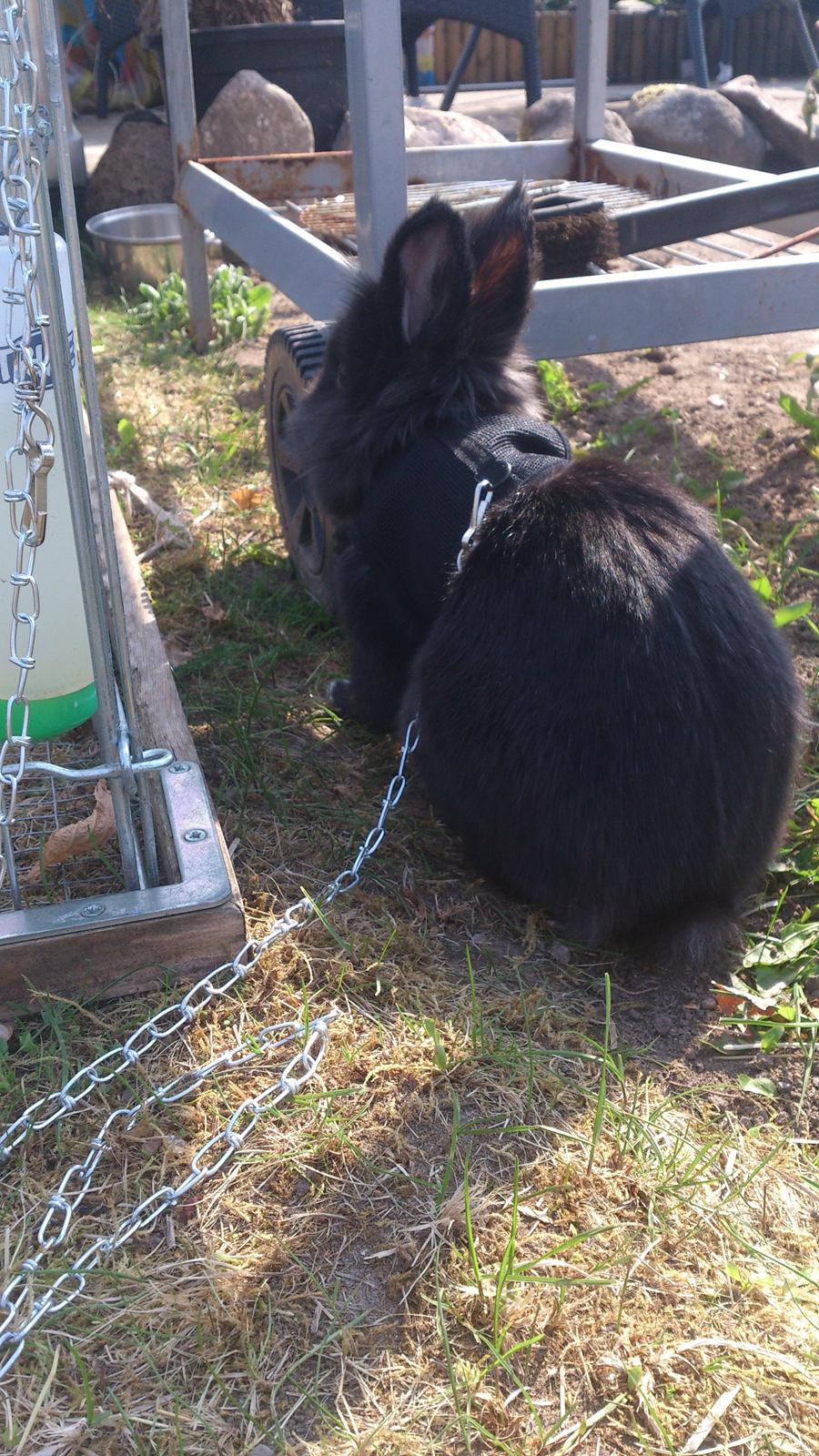 Kanin Kanin Koloniens Kingston billede 10