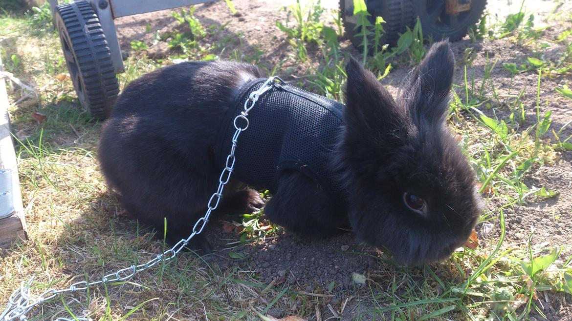 Kanin Kanin Koloniens Kingston billede 11