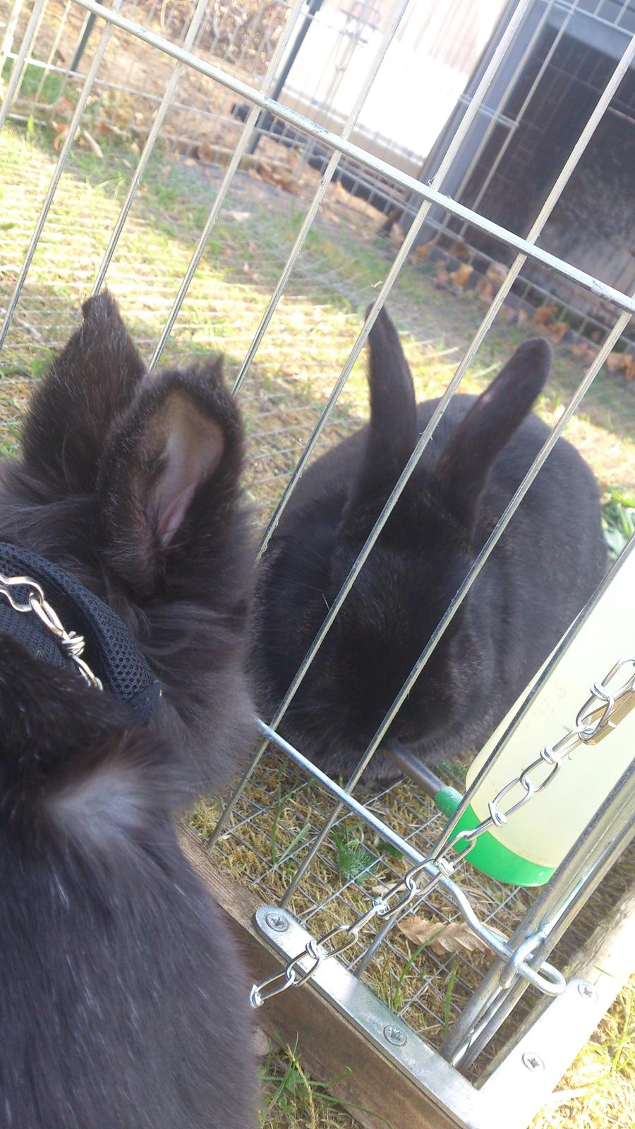 Kanin Kanin Koloniens Kingston billede 12