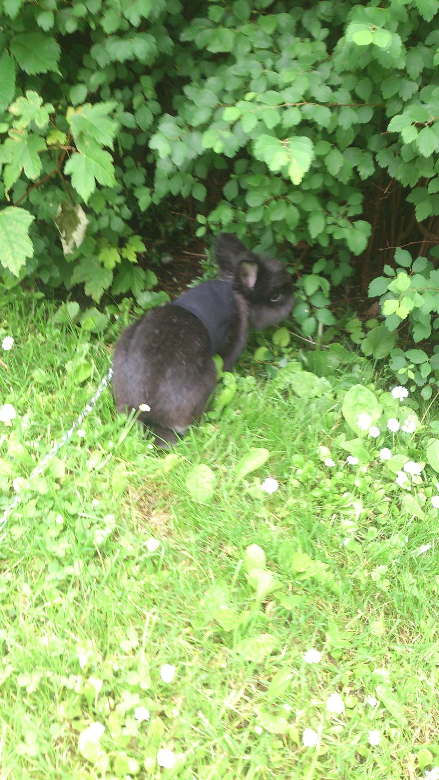 Kanin Kanin Koloniens Kingston billede 13