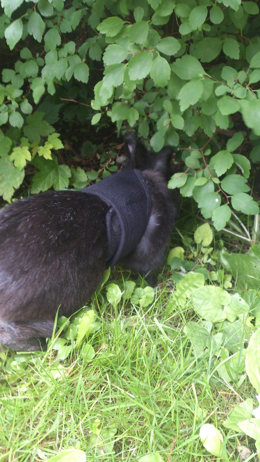 Kanin Kanin Koloniens Kingston billede 14