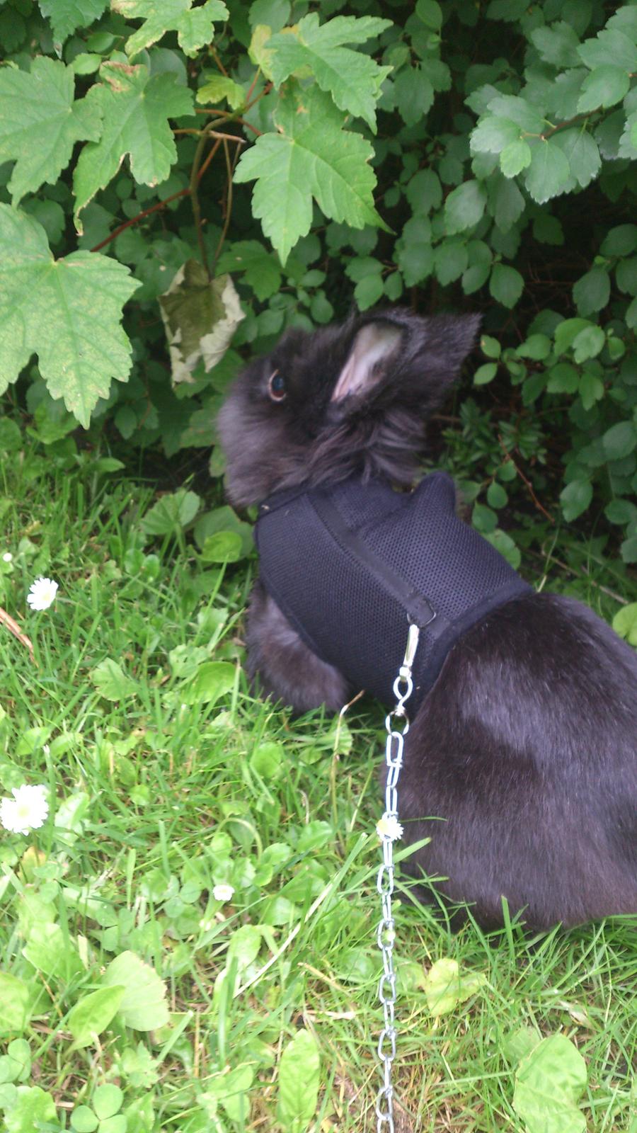 Kanin Kanin Koloniens Kingston billede 15