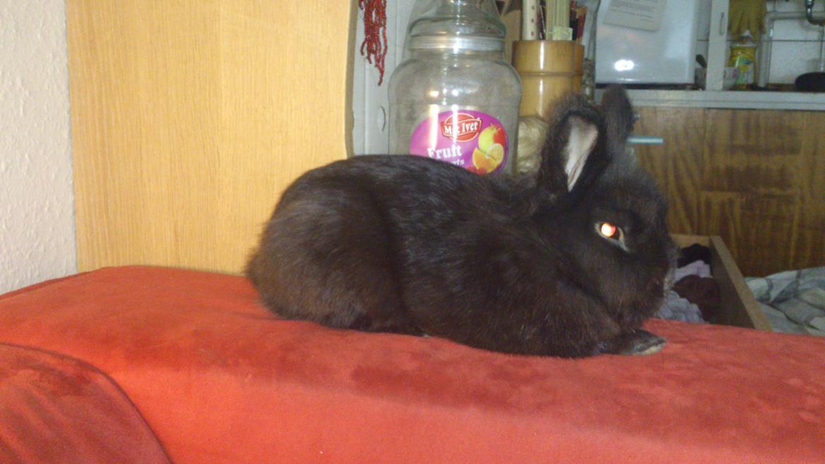 Kanin Kanin Koloniens Kingston billede 16