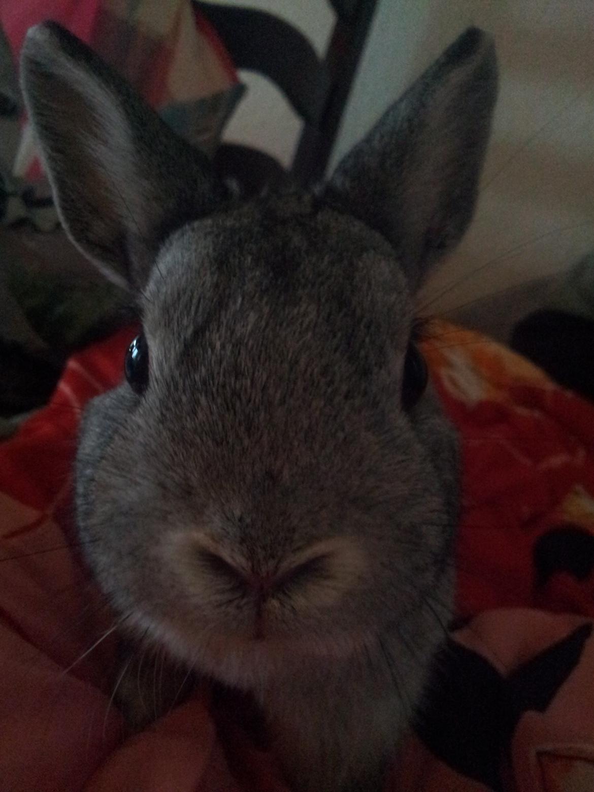 Kanin Ahrenkiels Ninka - velkommen til Ninkas galleri  kig bare i gemmen  billede 1