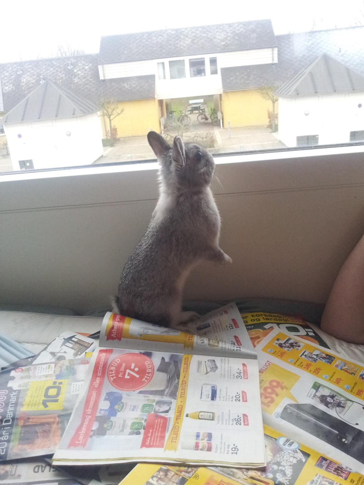 Kanin Ahrenkiels Ninka - ninka smug kigger ud af vinduret billede 23