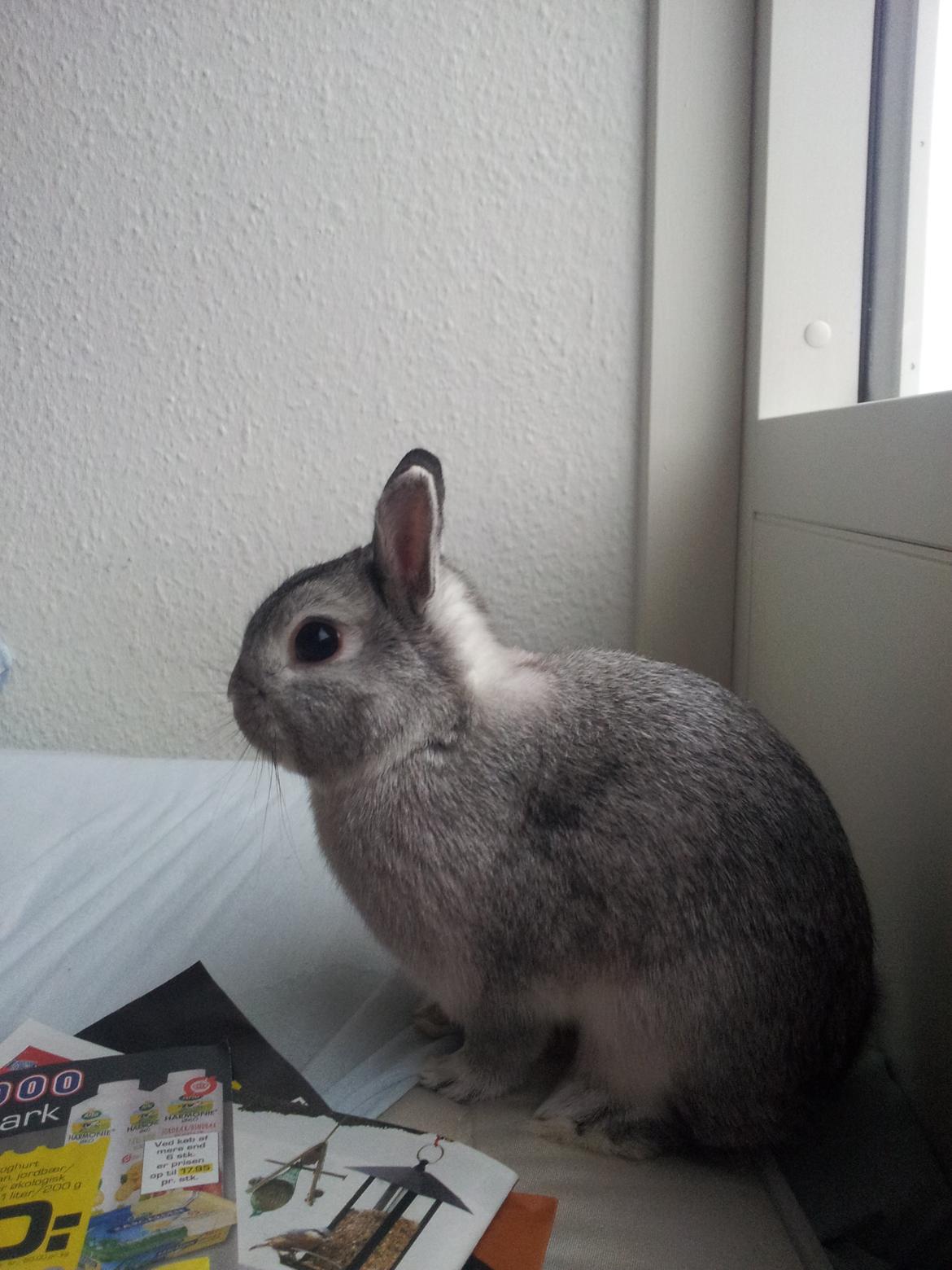 Kanin Ahrenkiels Ninka billede 24