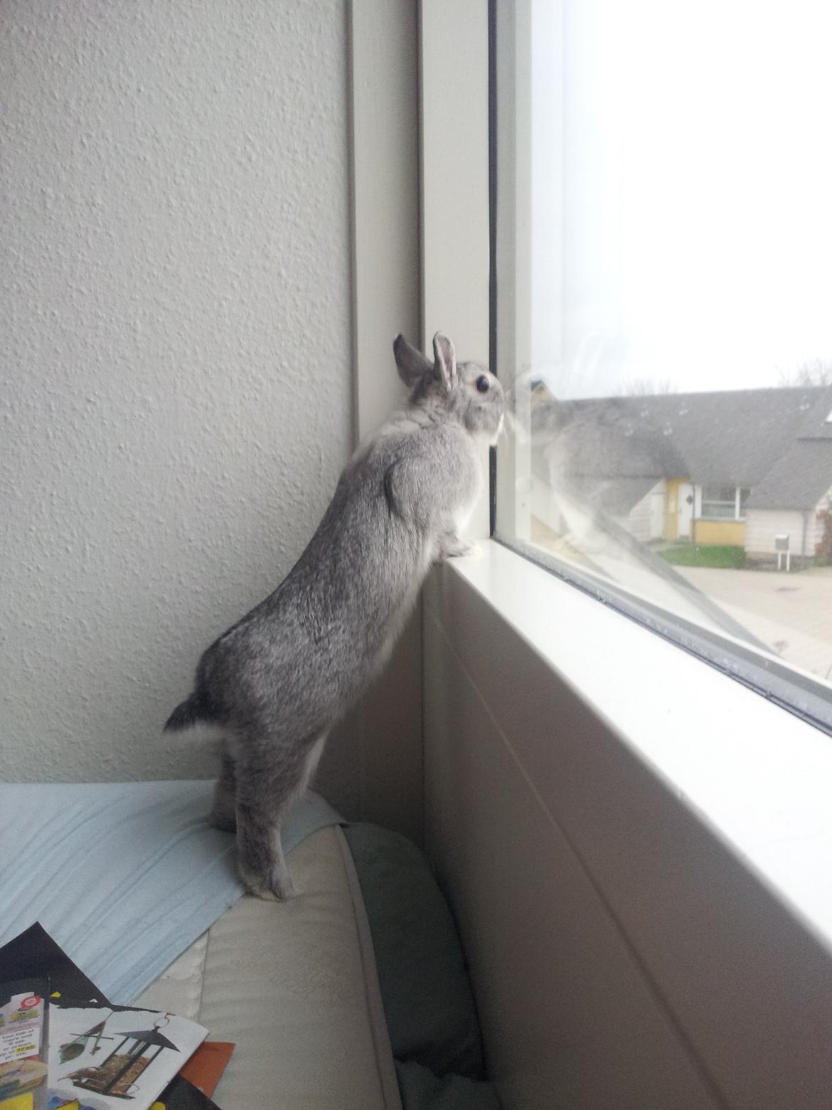 Kanin Ahrenkiels Ninka - ninka har hvis fået øje på sig selv;) billede 25