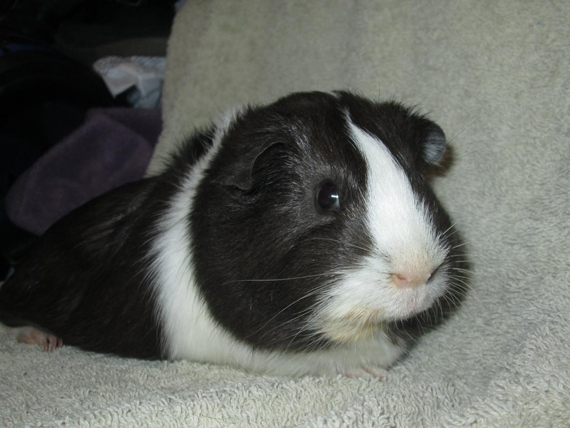 Marsvin Donomas Little Miss Roxie :) billede 3