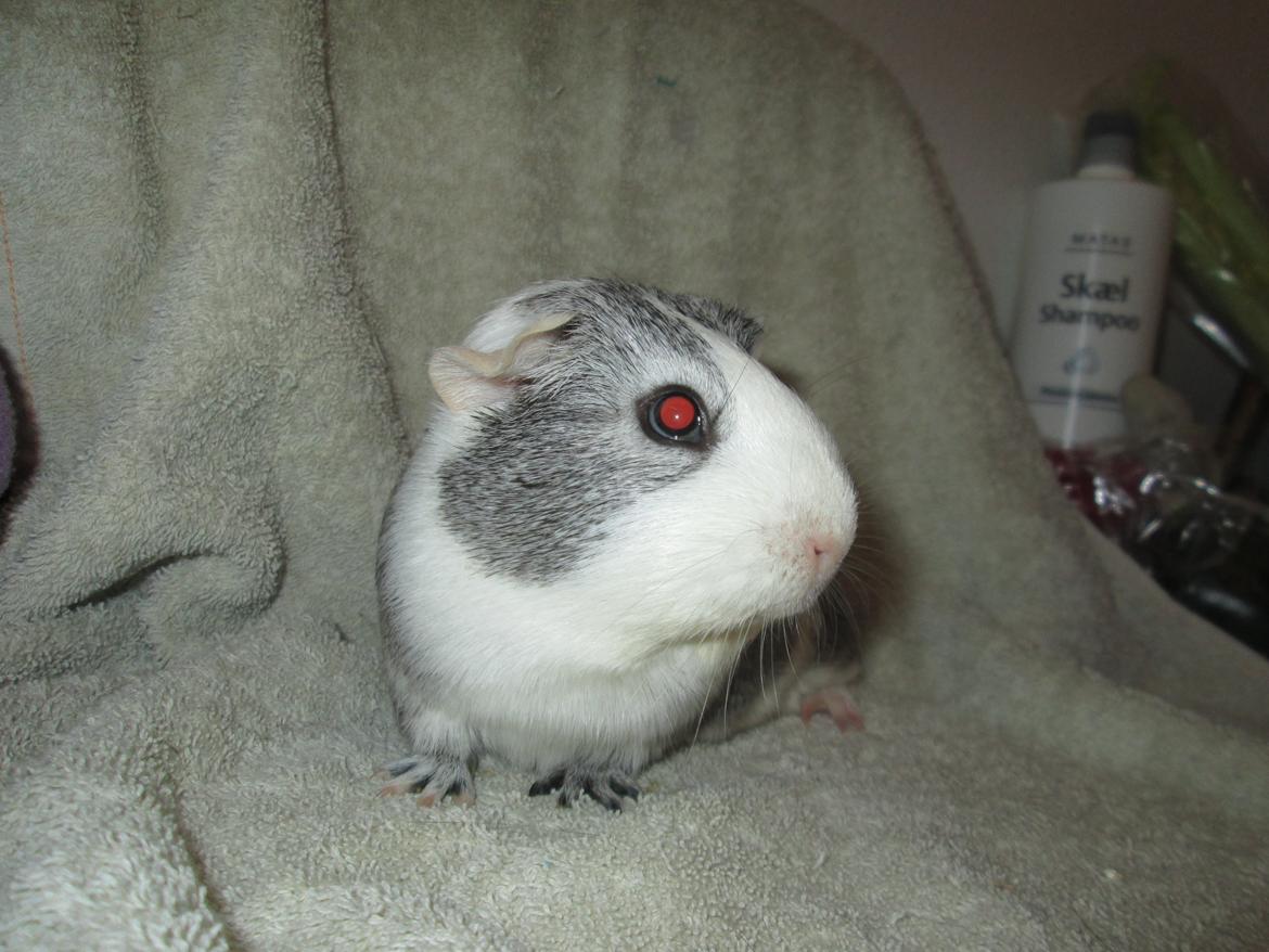 Marsvin Donomas Catori billede 2