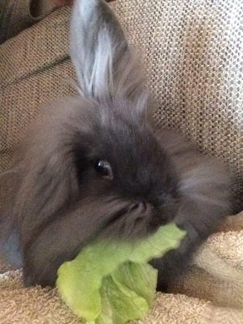 Kanin Comals Xia Didyme billede 7