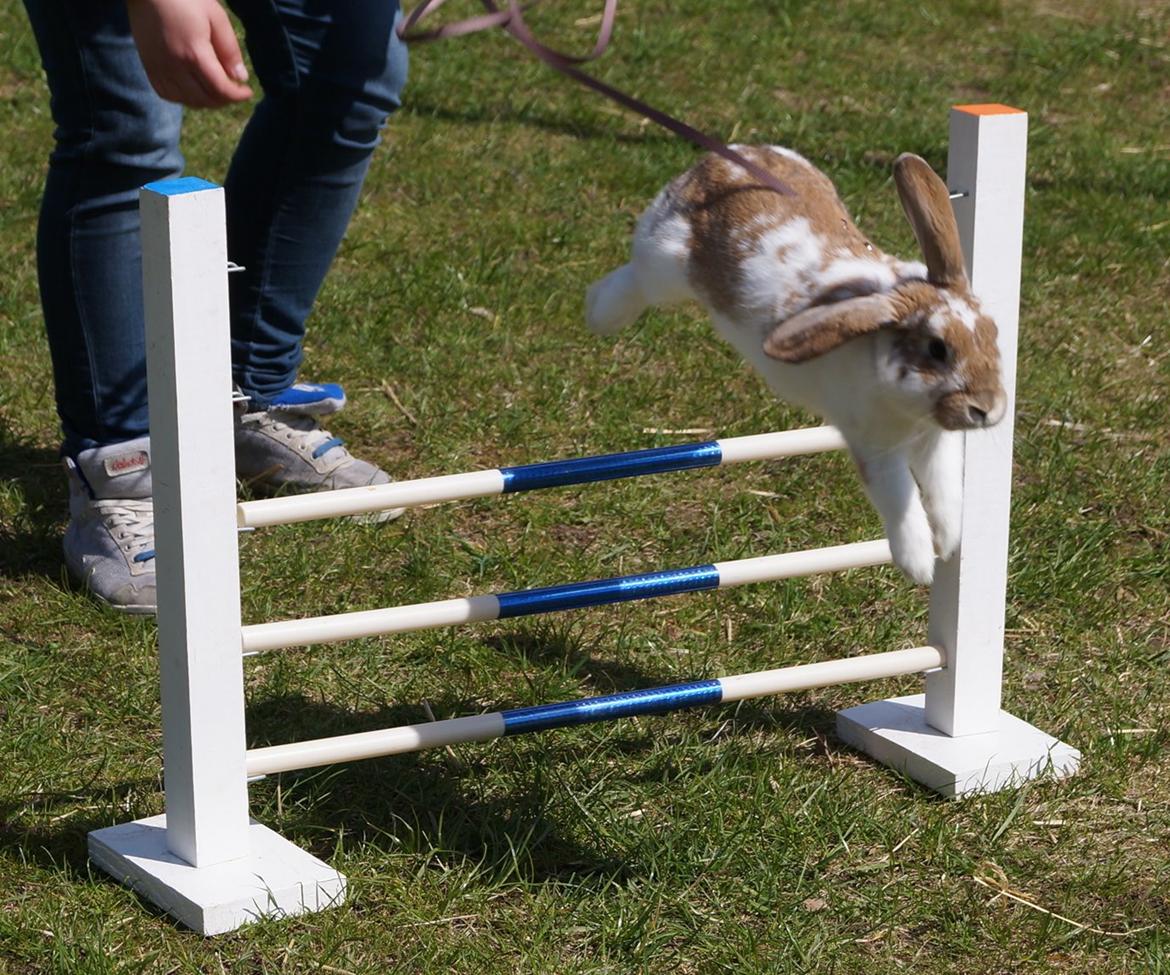 Kanin Springers Lunatic MBF † DØD 18.10.2015 †  billede 2