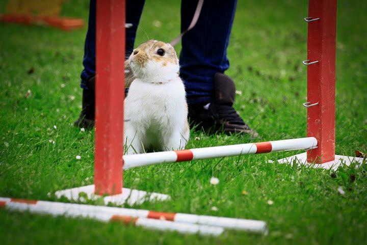 Kanin Springers Lunatic MBF † DØD 18.10.2015 †  billede 4