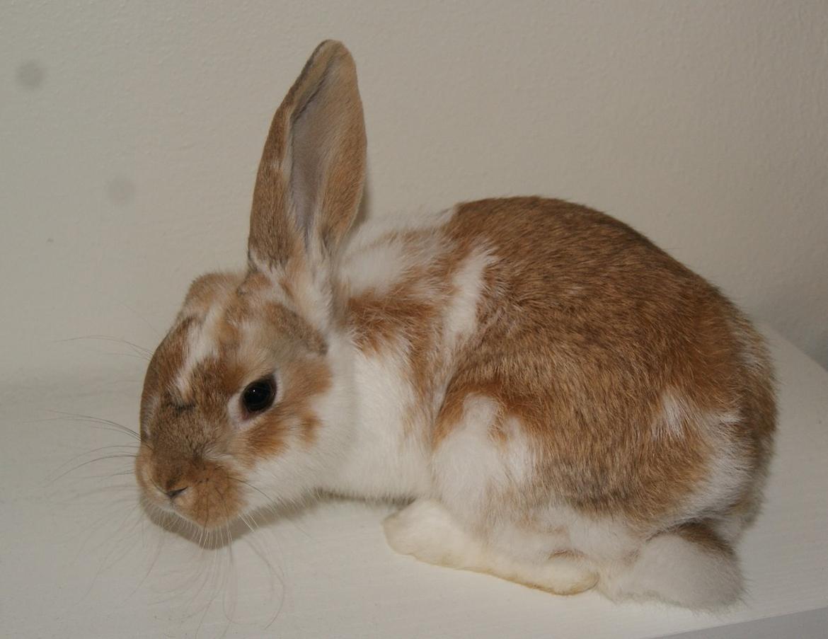Kanin Springers Lunatic MBF † DØD 18.10.2015 †  billede 16