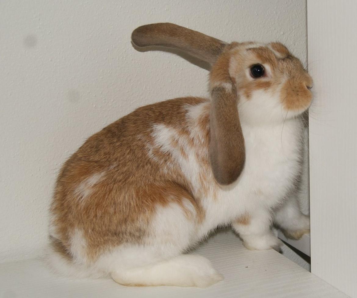 Kanin Springers Lunatic MBF † DØD 18.10.2015 †  billede 5