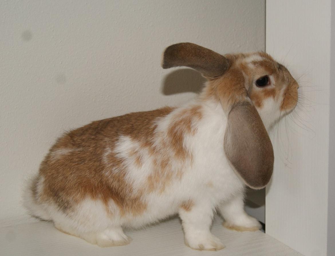 Kanin Springers Lunatic MBF † DØD 18.10.2015 †  billede 10