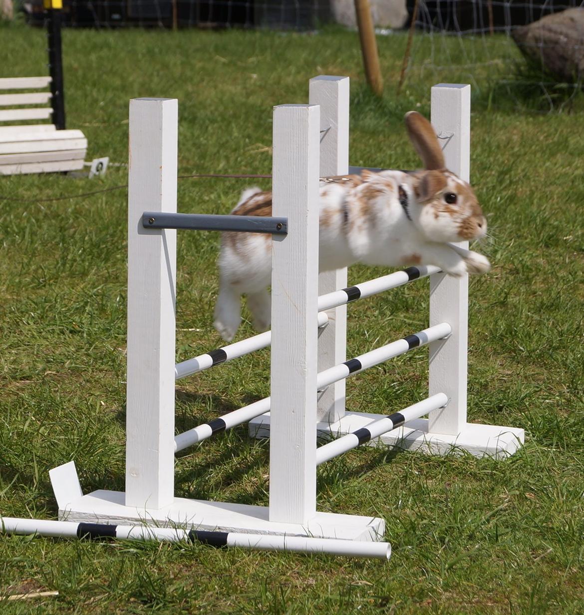 Kanin Springers Lunatic MBF † DØD 18.10.2015 †  billede 6