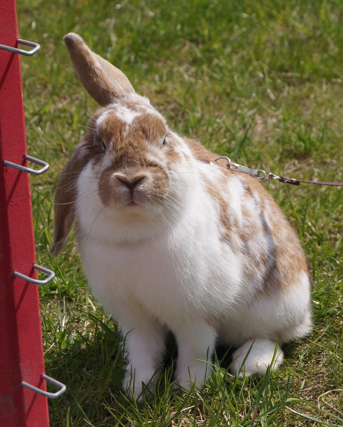 Kanin Springers Lunatic MBF † DØD 18.10.2015 †  billede 7