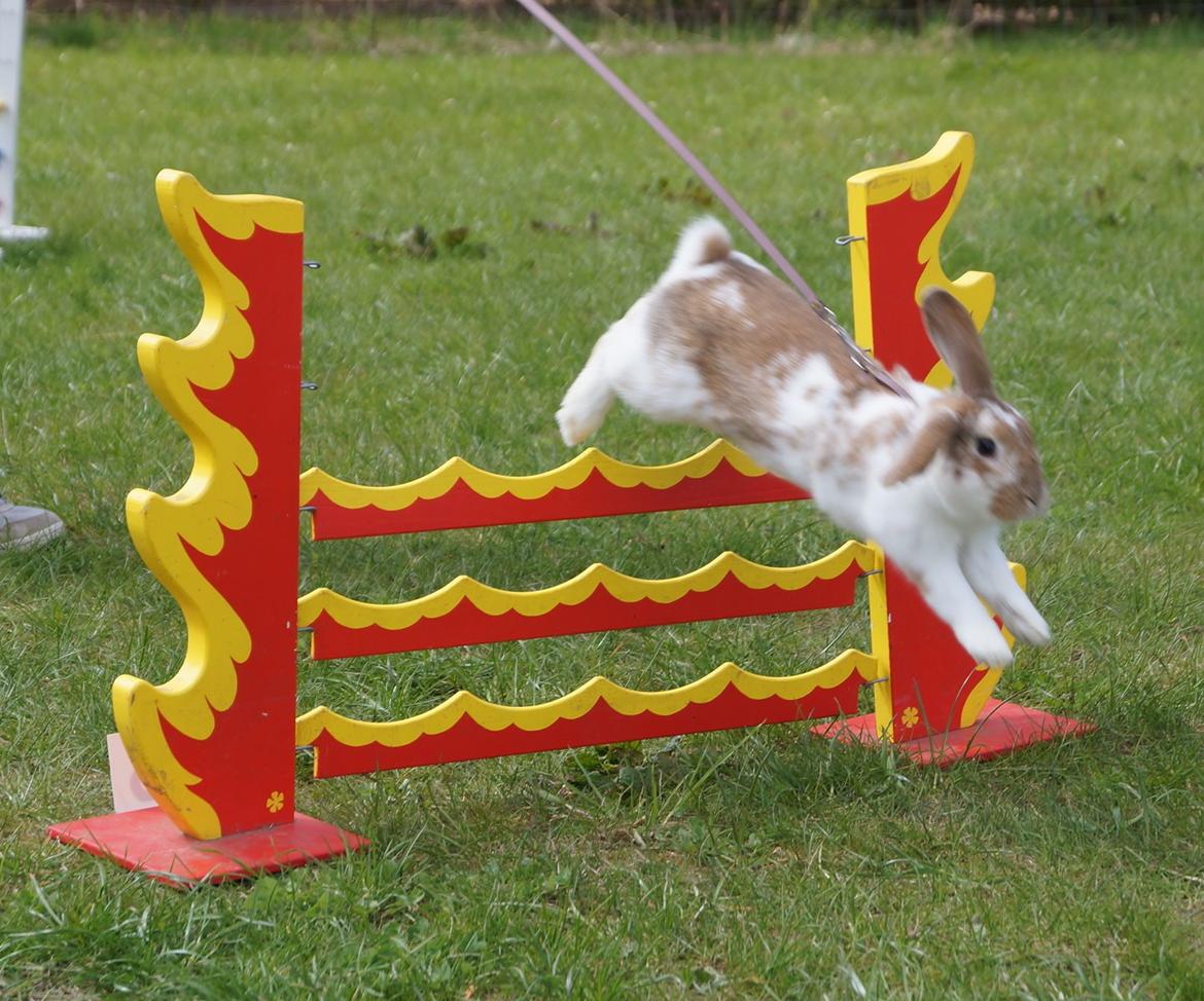 Kanin Springers Lunatic MBF † DØD 18.10.2015 †  billede 8