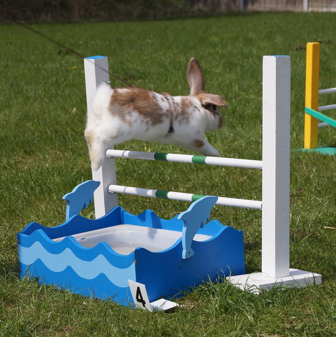 Kanin Springers Lunatic MBF † DØD 18.10.2015 †  billede 9