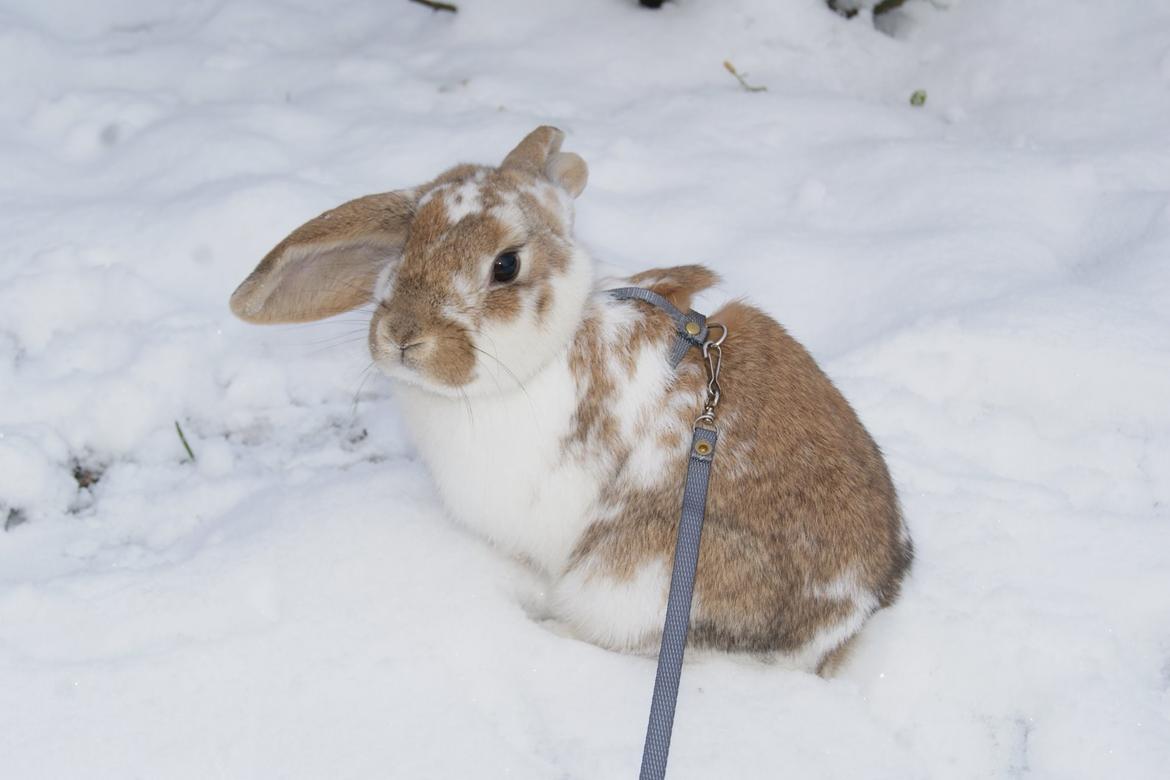 Kanin Springers Lunatic MBF † DØD 18.10.2015 †  billede 11