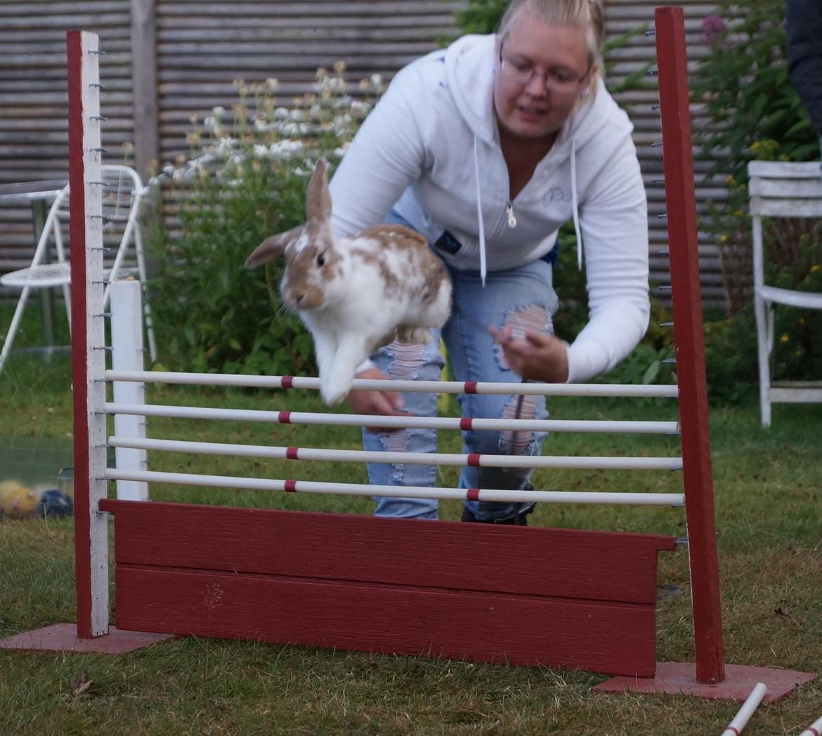 Kanin Springers Lunatic MBF † DØD 18.10.2015 †  billede 12