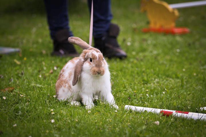 Kanin Springers Lunatic MBF † DØD 18.10.2015 †  billede 1