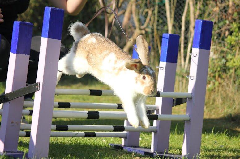 Kanin Springers Lunatic MBF † DØD 18.10.2015 †  billede 13