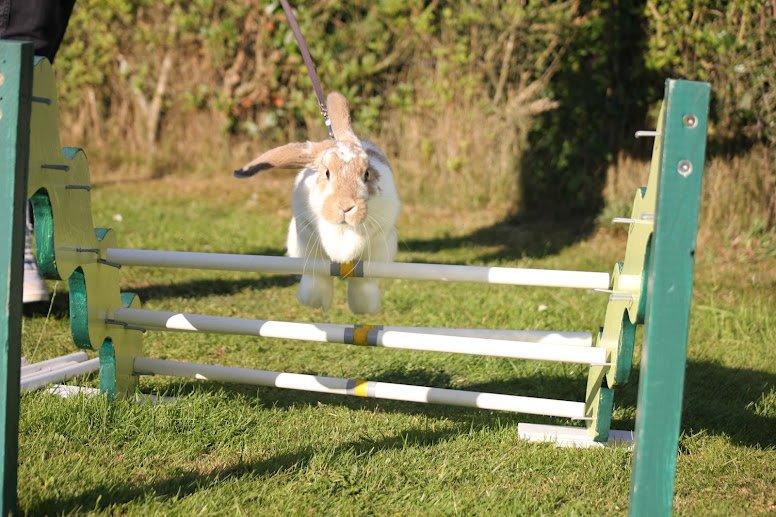 Kanin Springers Lunatic MBF † DØD 18.10.2015 †  billede 14