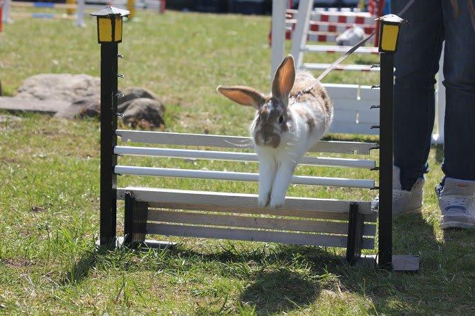 Kanin Springers Lunatic MBF † DØD 18.10.2015 †  billede 15