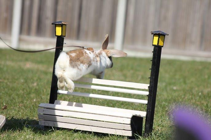 Kanin Springers Lunatic MBF † DØD 18.10.2015 †  billede 17