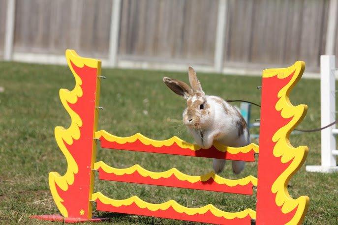 Kanin Springers Lunatic MBF † DØD 18.10.2015 †  billede 18